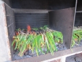calcotada_taixi_013